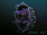 Black sea nettle (Chrysaora achlyos)