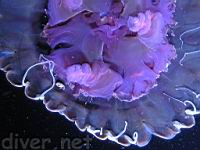 Black sea nettle (Chrysaora achlyos) with commensal crab