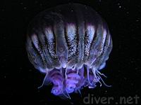 Black sea nettle (Chrysaora achlyos)