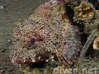 California Scorpionfish (Scorpaena guttata)