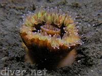 Brwon Cup Coral (Paracyathus stearnsi)