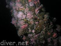 Rock Scallops (Crassedoma giganteum) covered with Club-Tipped Anemones (Corynactis california) 