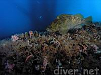 Dusky Rockfish (Sebastes ciliatus)
