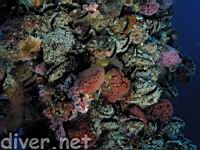 California Sea Mussels (Mytilus californianus) covered with Ghost Anemones (Anthopleura sola) and Club-Tipped Anemones (Corynactis california)
