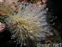 Pink-Mouthed Hydroid (Tubularia crocea)