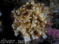 White Fonger Sponge (Toxadocia spp.) and brittle stars
