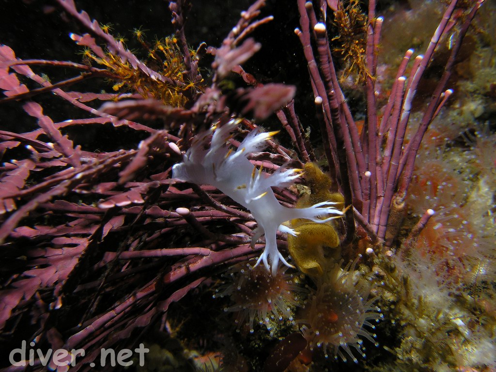 Dendronotus albus at Wyckoff Ledge, San Miguel Island, California on Saturday May 28, 2005 ; by Chris Grossman, diver.net