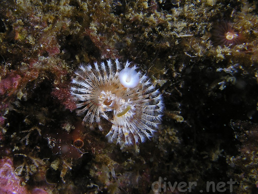 Serpulid Worm (Serpula vermicularis), Santa Cruz Island, California : by Chris Grossman, diver.net