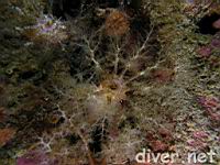 Sea Cucumber (Cucumaria piperata)