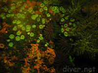 Underwater Fluorescence Photo club-tipped anemones (Corynactis californica), red sponge (Oplitaspongia pennata), and Hydroids (Pluminaria sp.1)