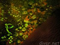 Underwater Fluorescence Photos of club-tipped anemones (Corynactis californica), red sponge (Oplitaspongia pennata), sea cucumber excrement, and Kelp (Macrocyctis pyrifera)