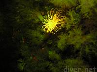 Underwater Fluorescence Photo