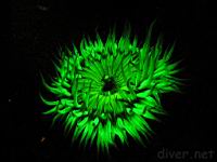 Underwater Fluorescence Photo of Aggregating Anemone (Anthopleura elegantissima)