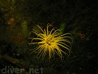 Tube-Dwelling Anemone (Pachycerianthus fimbriatus) Underwater Fluorescence Photo