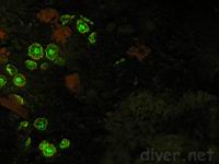 Underwater Fluorescence Photo of club-tipped anemones (Corynactis californica)