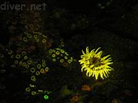 Underwater Fluorescence Photo of club-tipped anemones (Corynactis californica), Fish-Eating Urticina (Urticina piscivora)