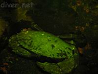 Underwater Fluorescence Photo of a Brown Rock Crab (Cancer antennarius)