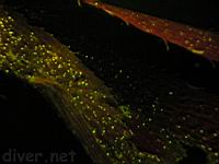 Underwater Fluorescence Photo of Kelp (Macrocyctis pyrifera)