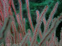 Red Gorgonian (Lophpgorgia chilensis)