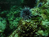 Purple Sea Urchin (Strongylocentrotus purpuatus)