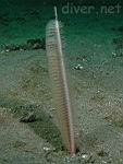White Sea Pen (Stylatula elongata)