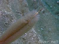 White Sea Pen (Stylatula elongata)