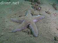 Spiny Sand Star (Astropecten armatus)