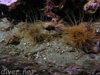 Tube-Dwelling Anemones (Pachycerianthus fimbriatus)