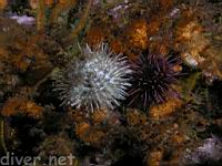 White Sea Urchin (Lytechinus anamesus) & Purple Sea Urchin (Strongylocentrotus purpuatus)