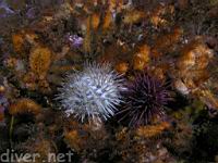 White Sea Urchin (Lytechinus anamesus) & Purple Sea Urchin (Strongylocentrotus purpuatus)