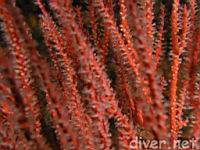 Red Gorgonian (Lophpgorgia chilensis)