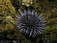 Purple Sea Urchin (Strongylocentrotus purpuatus)