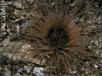 Tube-Dwelling Anemones (Pachycerianthus fimbriatus)