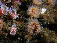 Brown Cup Coral (Paracyathus stearnsi)